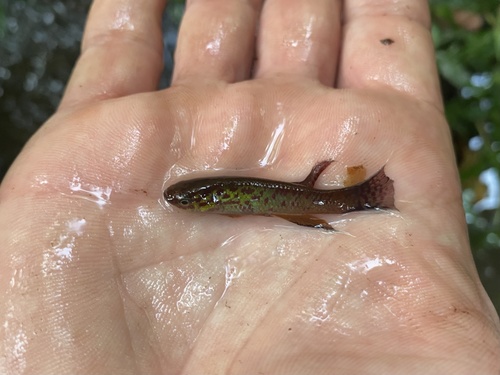 Cape Lopez lyretail (Aphyosemion australe) — Nothobranchiidae — 2