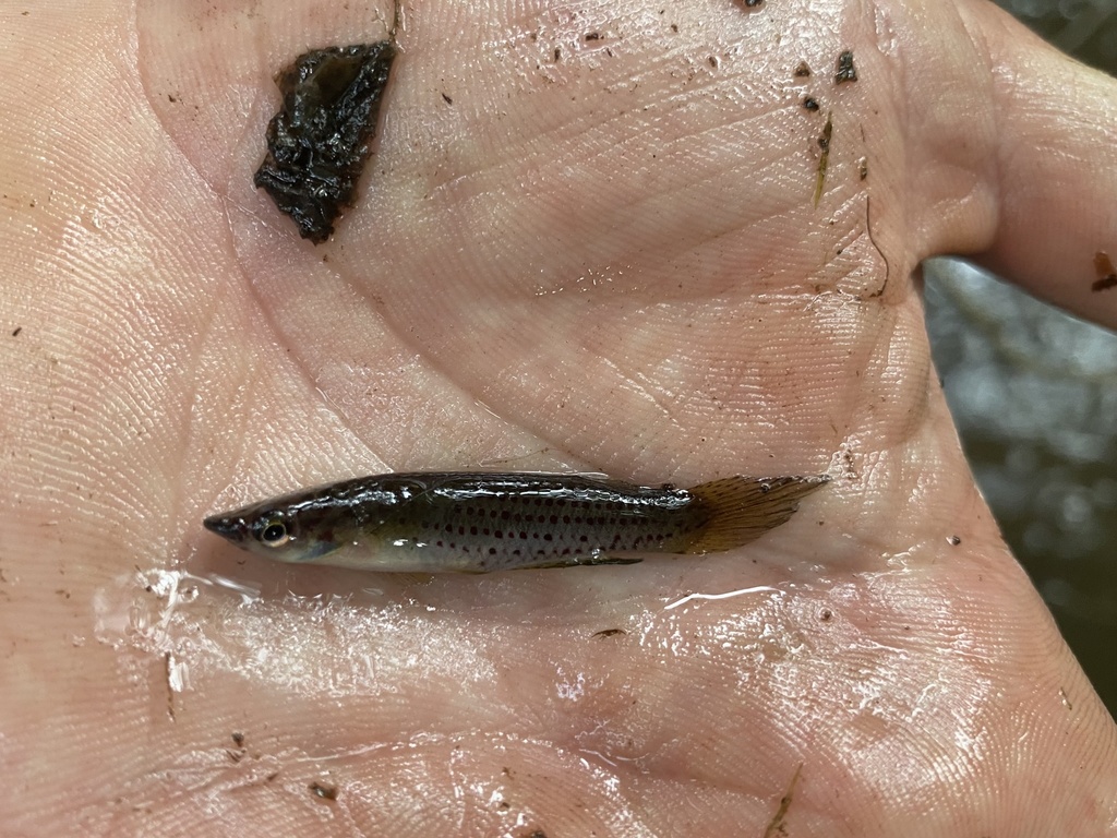 Singa panchax (Epiplatys singa) — Nothobranchiidae