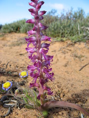 Lachenalia splendida