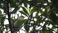 Vireo chivi