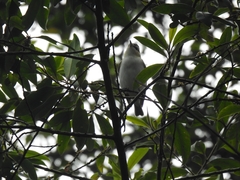 Vireo chivi