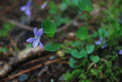 Viola labradorica