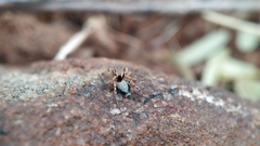 Stenaelurillus sarojinae