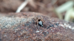 Stenaelurillus sarojinae