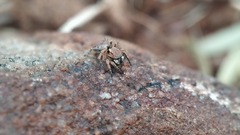 Stenaelurillus sarojinae