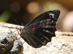 Pronophila juliani