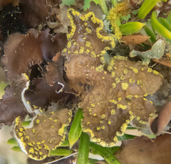 Pseudocyphellaria citrina