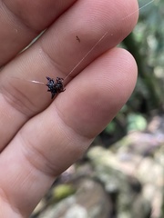 Gasteracantha curvispina
