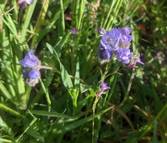 Phacelia divaricata