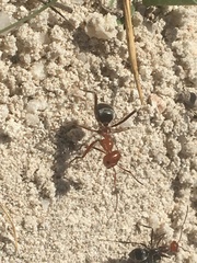 Myrmecocystus placodops