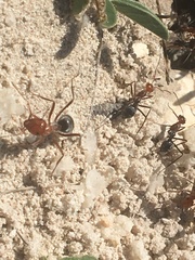 Myrmecocystus placodops