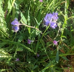 Phacelia divaricata