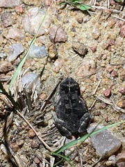 Sclerophrys maculata