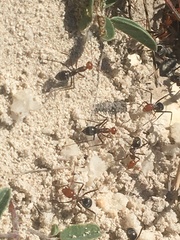 Myrmecocystus placodops