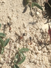 Myrmecocystus placodops