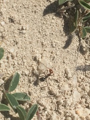 Myrmecocystus placodops