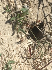 Myrmecocystus placodops