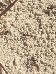 Myrmecocystus placodops