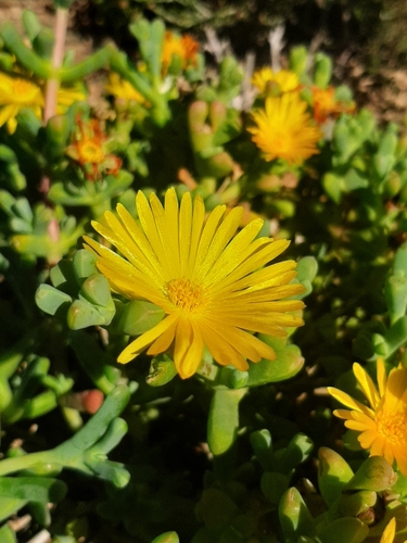 Hymenocyclus uitenhagensis 3