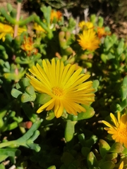 Malephora uitenhagensis