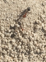 Myrmecocystus placodops