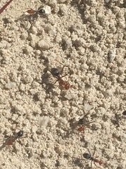 Myrmecocystus placodops