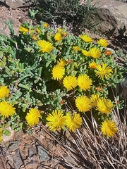 Malephora uitenhagensis