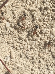 Myrmecocystus placodops
