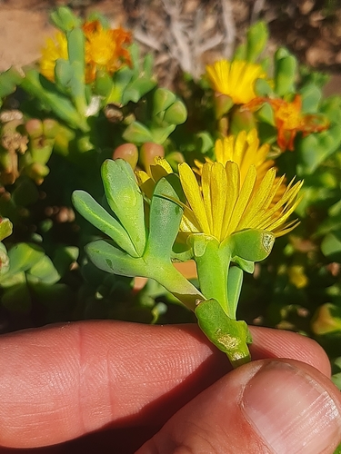 Hymenocyclus uitenhagensis 4