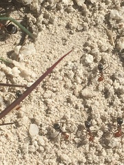 Myrmecocystus placodops