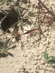 Myrmecocystus placodops