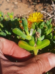 Malephora uitenhagensis