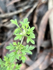 Xanthosia stellata