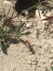 Myrmecocystus placodops