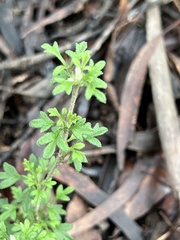 Xanthosia stellata