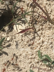 Myrmecocystus placodops