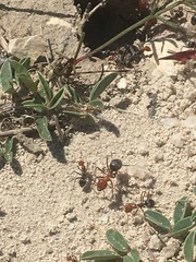 Myrmecocystus placodops