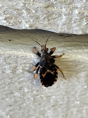 Sphedanocoris sabulosus