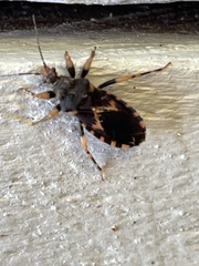 Sphedanocoris sabulosus