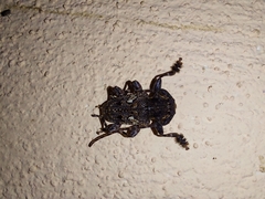 Aegomorphus circumflexus