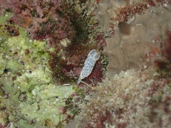 Chromodoris aspersa