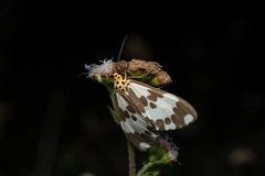 Nyctemera carissima