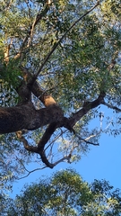 Eucalyptus piperita