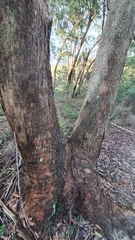 Eucalyptus piperita