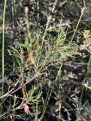 Dracophyllum subulatum