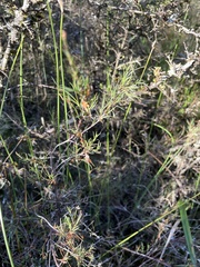 Dracophyllum subulatum