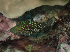 Canthigaster janthinoptera