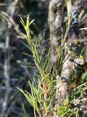 Dracophyllum subulatum