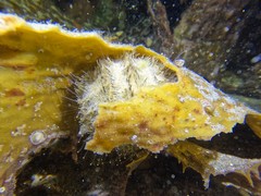 Amblypneustes elevatus elevatus