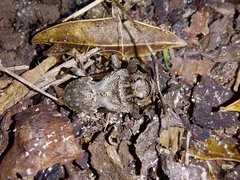 Lagocheirus araneiformis parvulus
